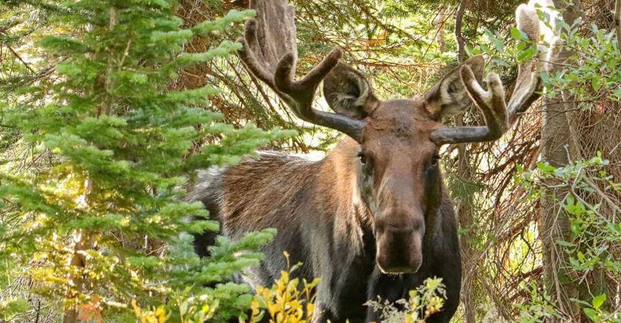 Half-Day RMNP Mountains to Sky Tour-RMNPhotographer - Wildlife watching: elk, deer, and moose