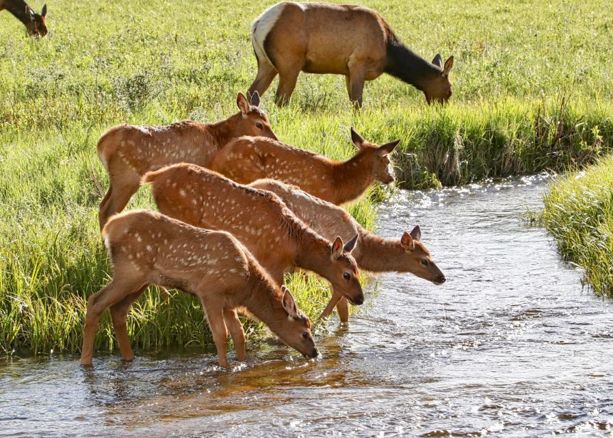 Half-Day RMNP Mountains to Sky Tour-RMNPhotographer - What the guides add to the drive