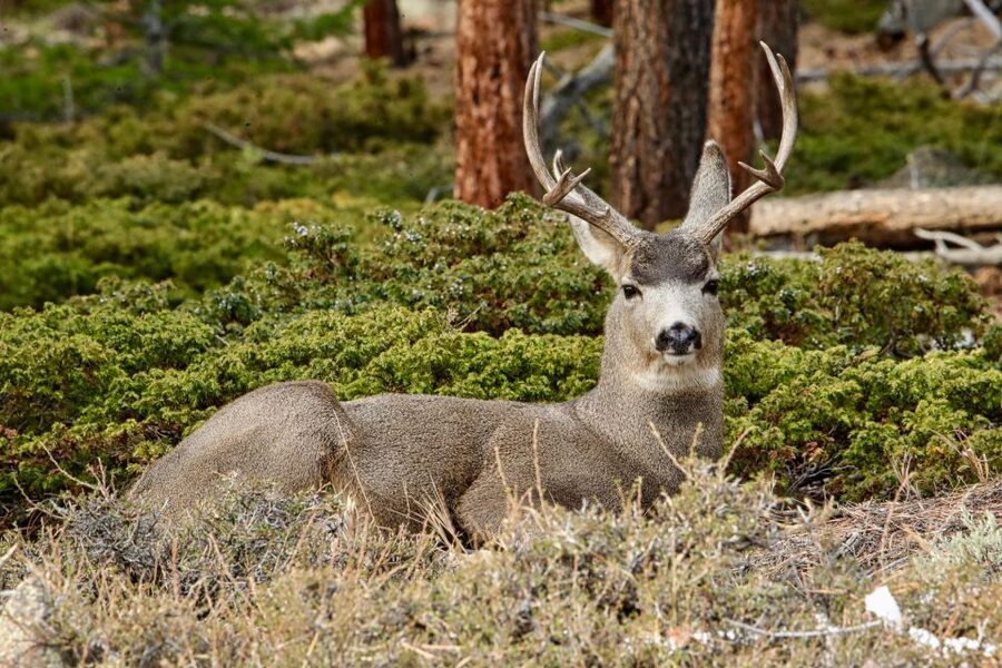 Half-Day RMNP Mountains to Sky Tour-RMNPhotographer - Is $129 per person a fair price?