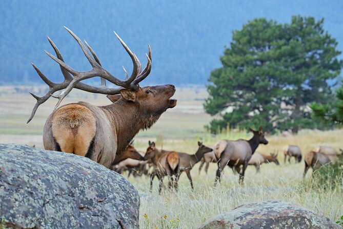 Half-Day Rocky Mountain National Park "Mountains to Sky Tour" - RMNPhotographer - What the $129 price really buys