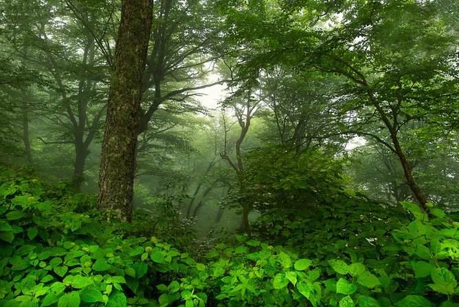 Half-Day Tour With Instruction in Vistas & Waterfall Photography - Weather, cancellations, and the best time to book