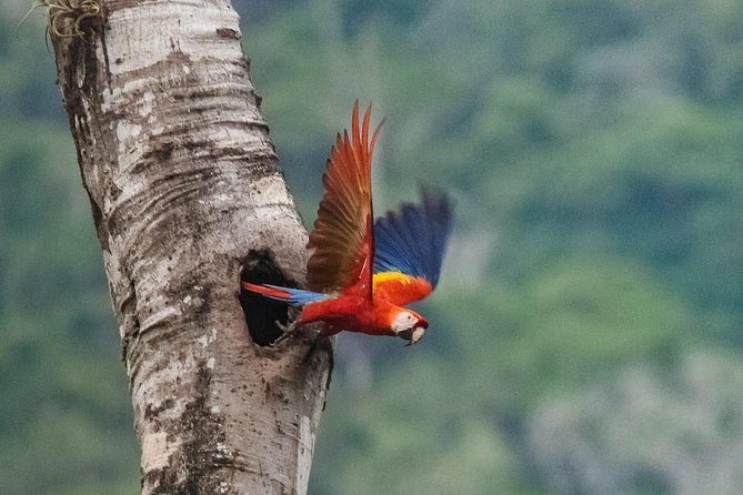 Jaco Birdwatching and Photography with Sergio - Why this Jaco birding tour works so well