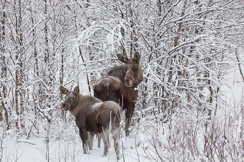 Kiruna: Wildlife and nature photography - Key points to know before booking