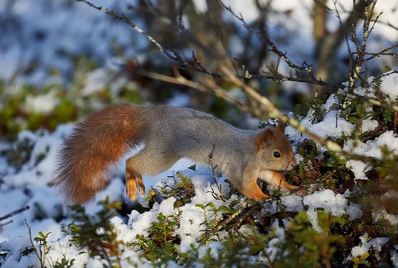 Kiruna: Wildlife and nature photography - A four-hour search for moose near Kiruna