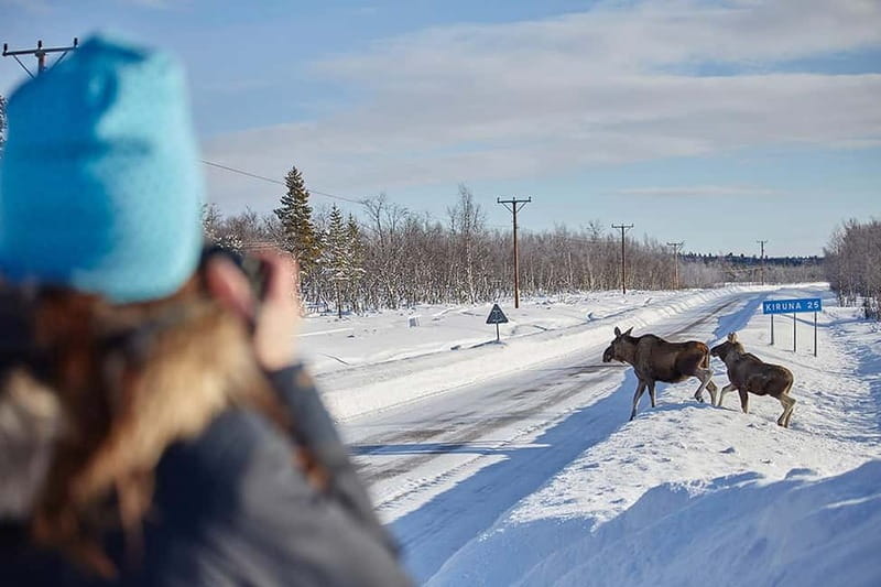 Kiruna: Wildlife and nature photography - What the Sami guide adds