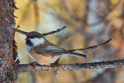 Wildlife and nature photography