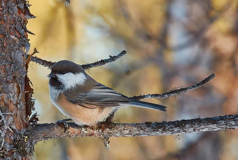 Kiruna: Wildlife and nature photography - Borrowing a camera or using your own