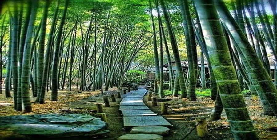 Kyoto:Private Tour/Luxury Vehicle with Guide & photographer - Heat, traffic, and the value of a private vehicle