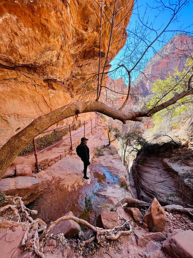 Las Vegas: VIP Guided Photography & Hiking Tour of Zion NP - What the $299 price really covers