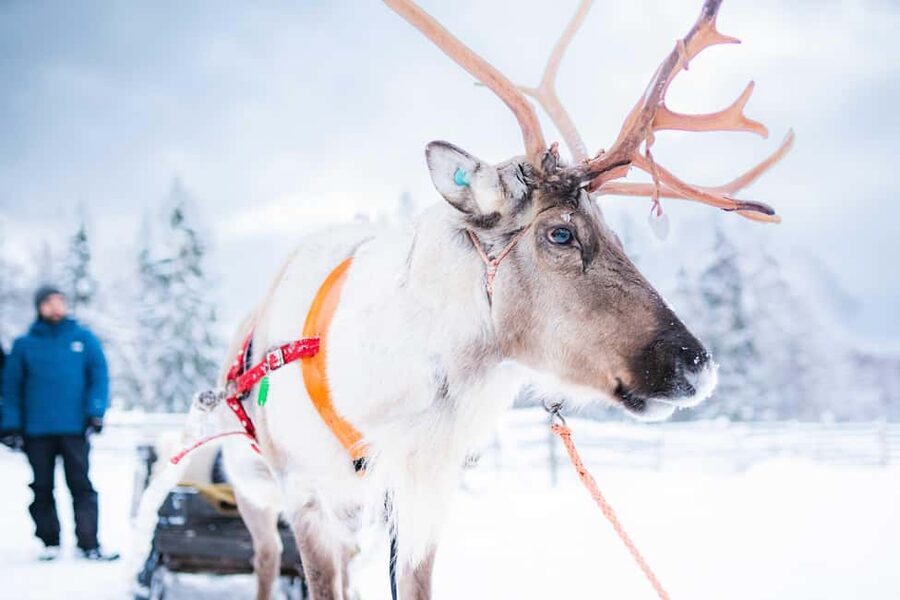 Levi: Authentic Reindeer Sled Ride with Photographer - A gentle start from Levi to the reindeer farm