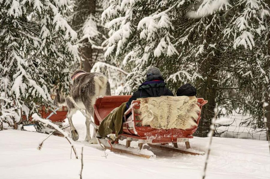 Levi: Authentic Reindeer Sled Ride with Photographer - Meeting the reindeer before the sled ride