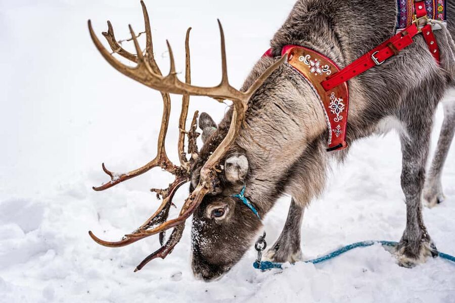 Levi: Authentic Reindeer Sled Ride with Photographer - What the $194 price includes