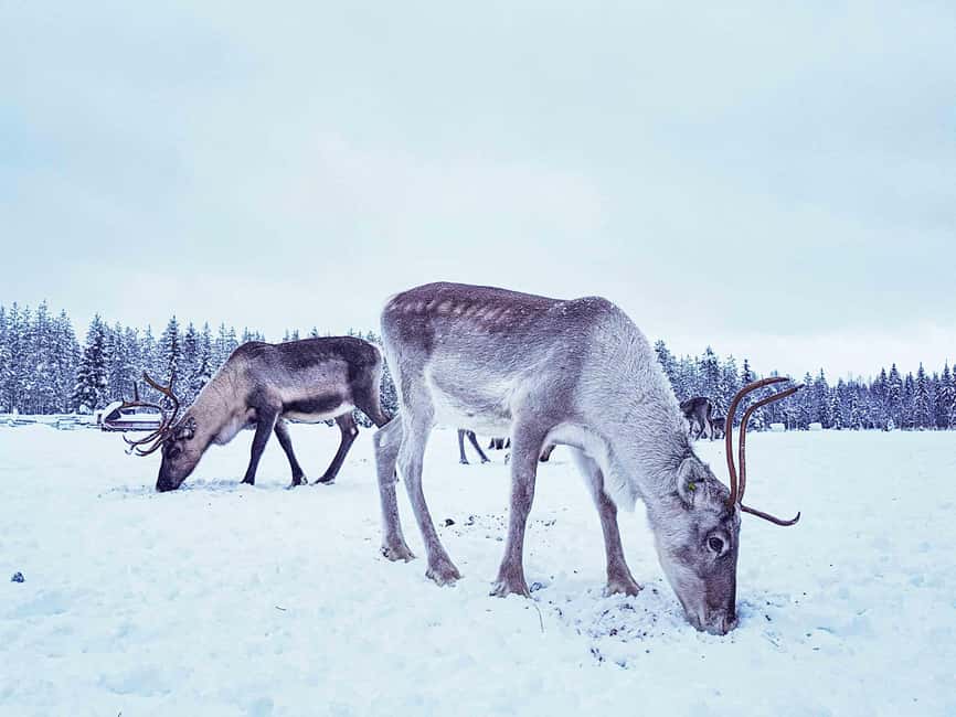 Levi: Authentic Reindeer Sled Ride with Photographer - FAQ