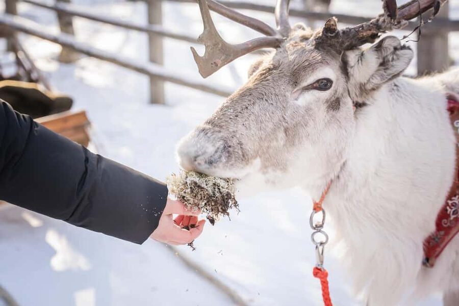 Levi: Authentic Reindeer Sled Ride with Photographer - The 1.5-kilometer ride through snowy forest