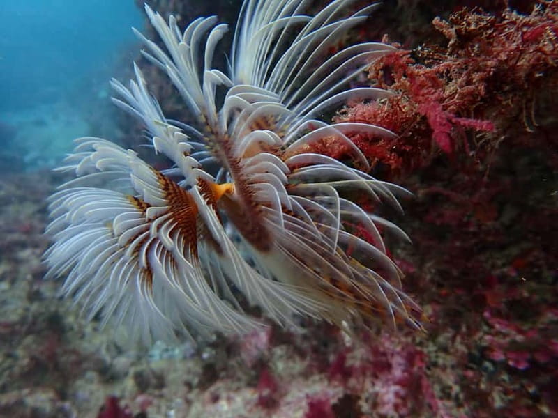 Lisbon: Try Scuba Diving in Arrábida Marine Reserve w/photos - A 20-minute speedboat ride into the park