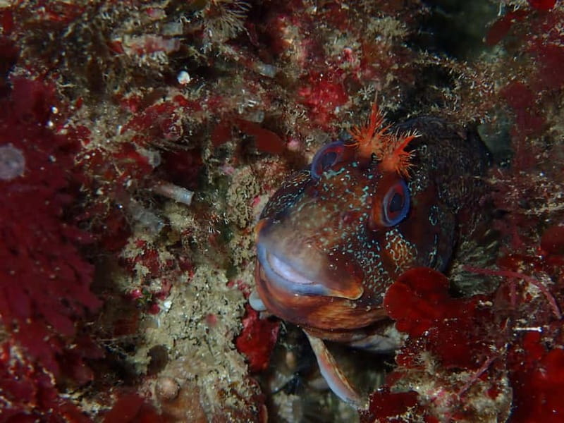Lisbon: Try Scuba Diving in Arrábida Marine Reserve w/photos - What you may see below the surface