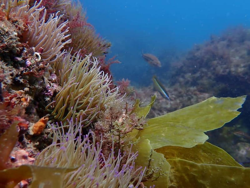 Lisbon: Try Scuba Diving in Arrábida Marine Reserve w/photos - Who should book this experience