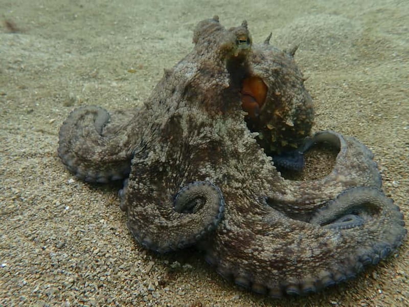 Lisbon: Try Scuba Diving in Arrábida Marine Reserve w/photos - Practical planning for your day