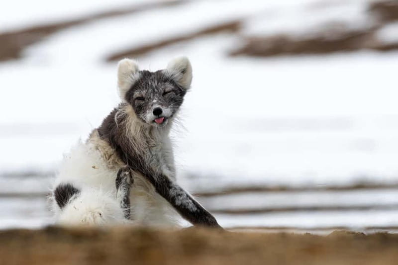 Longyearbyen: Wildlife Safari & Hiking Photography Tour - Key points to know before you book