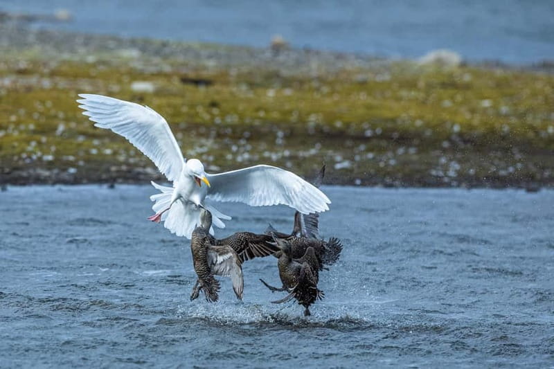 Longyearbyen: Wildlife Safari & Hiking Photography Tour - A five-hour search around Longyearbyen