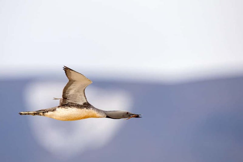 Longyearbyen: Wildlife Safari & Hiking Photography Tour - Why the photography focus matters
