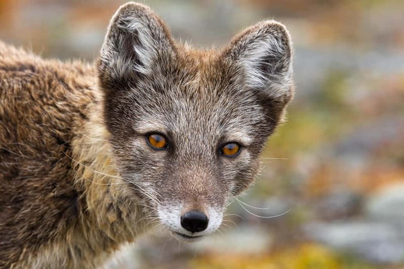 Longyearbyen: Wildlife Safari & Hiking Photography Tour - The walk is easy, but the weather is not