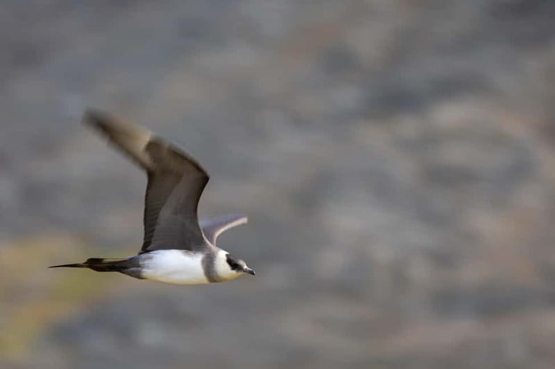 Longyearbyen: Wildlife Safari & Hiking Photography Tour - Is $246 a fair price?