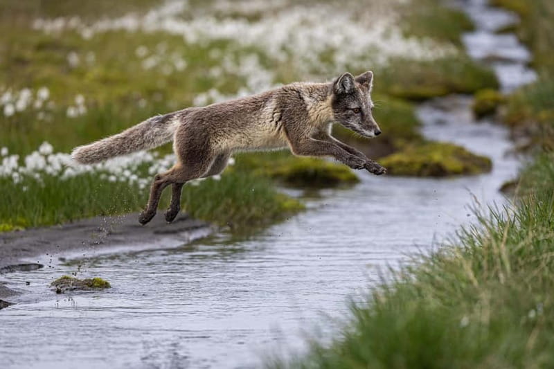 Longyearbyen: Wildlife Safari & Hiking Photography Tour - Who will enjoy this tour most?