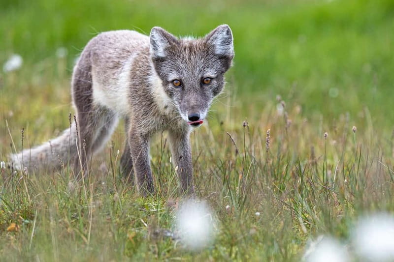 Longyearbyen: Wildlife Safari & Hiking Photography Tour - The practical booking decision