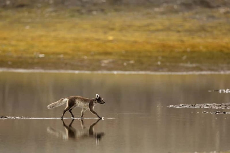 Longyearbyen: Wildlife Safari & Hiking Photography Tour - Svalbard reindeer, Arctic foxes, and white ptarmigans