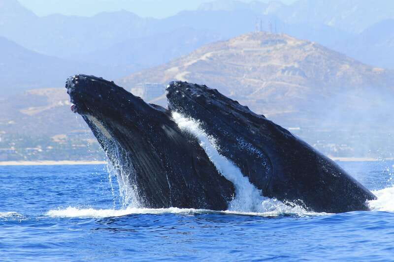 Los Cabos: Whale Watching (Transport and Pictures Included) - Key points to know before you book