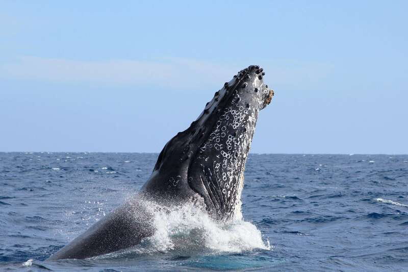 Los Cabos: Whale Watching (Transport and Pictures Included) - Why this Cabo whale trip is worth your time