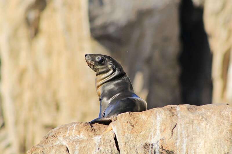 Los Cabos: Whale Watching (Transport and Pictures Included) - Land’s End, the Arch, and the Sea Lion Colony