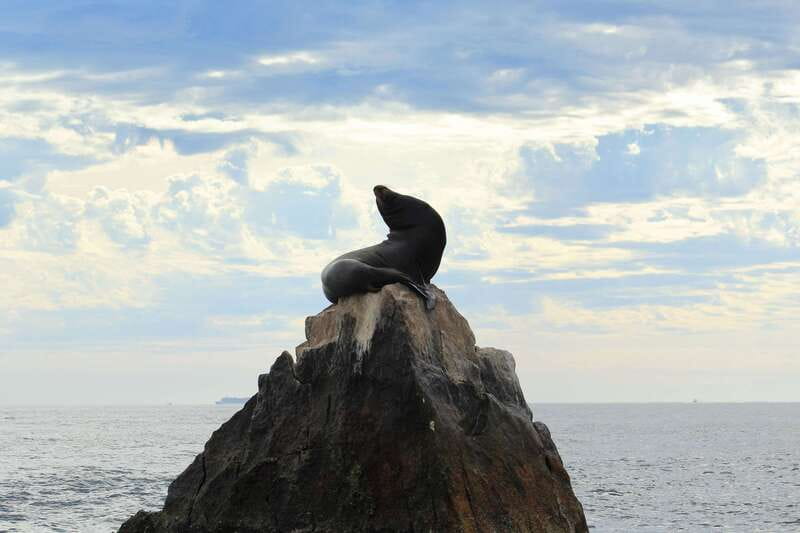 Los Cabos: Whale Watching (Transport and Pictures Included) - Why the included photographs matter