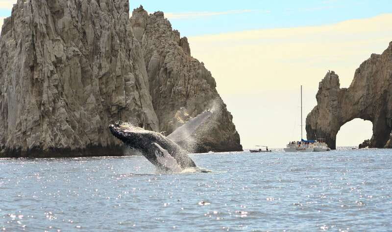 Los Cabos: Whale Watching (Transport and Pictures Included) - Who will enjoy this most