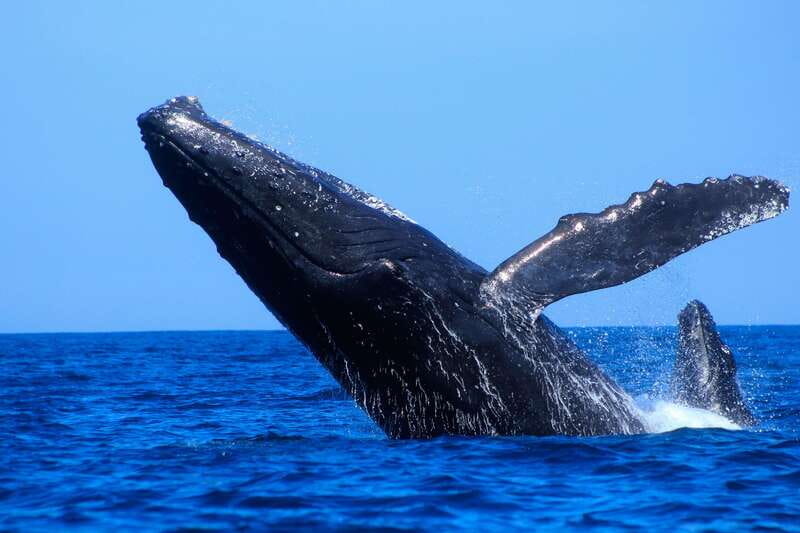 Los Cabos: Whale Watching (Transport and Pictures Included) - What to bring and what to leave behind