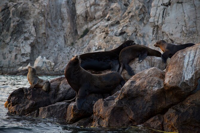Los Cabos Whale Watching (Transportation and Pictures Included) - What the guide and captain add