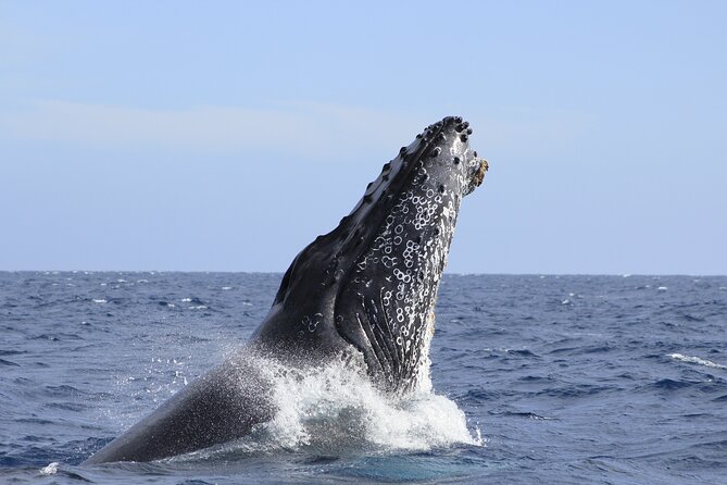 Los Cabos Whale Watching (Transportation and Pictures Included) - Photos, snacks, and comfort