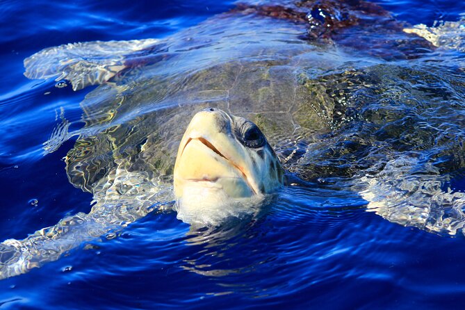 Los Cabos Whale Watching (Transportation and Pictures Included) - Who will enjoy this most