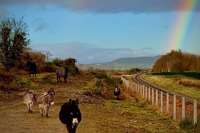 Luxury Photography Day Tour on Ring of Kerry and Skellig Ring - Fully Guided and Chauffeured - Rain, rugged ground, and the limits of a scenic day
