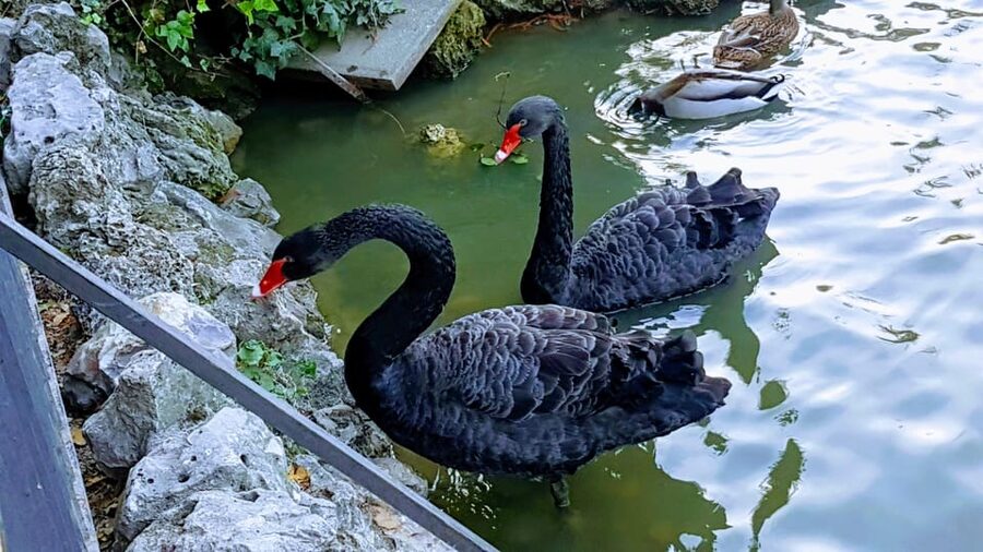 Madrid: Retiro Park Guided Tour with a Photographer - Gardens, rose beds, and the park’s natural side