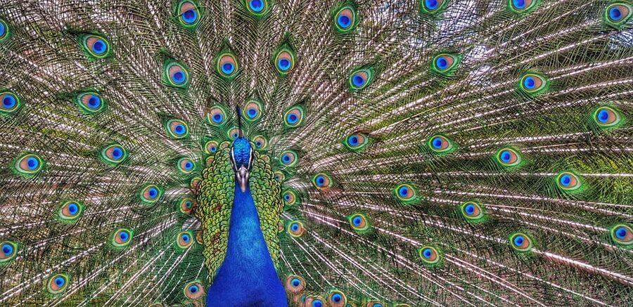 Madrid: Retiro Park Guided Tour with a Photographer - Viewpoints, fountains, and the first quiet corners