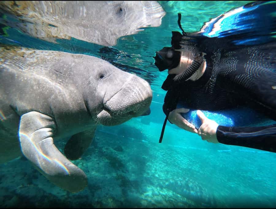 Manatee Snorkeling Tour with in water Guide and photographer - Key points to know before you book