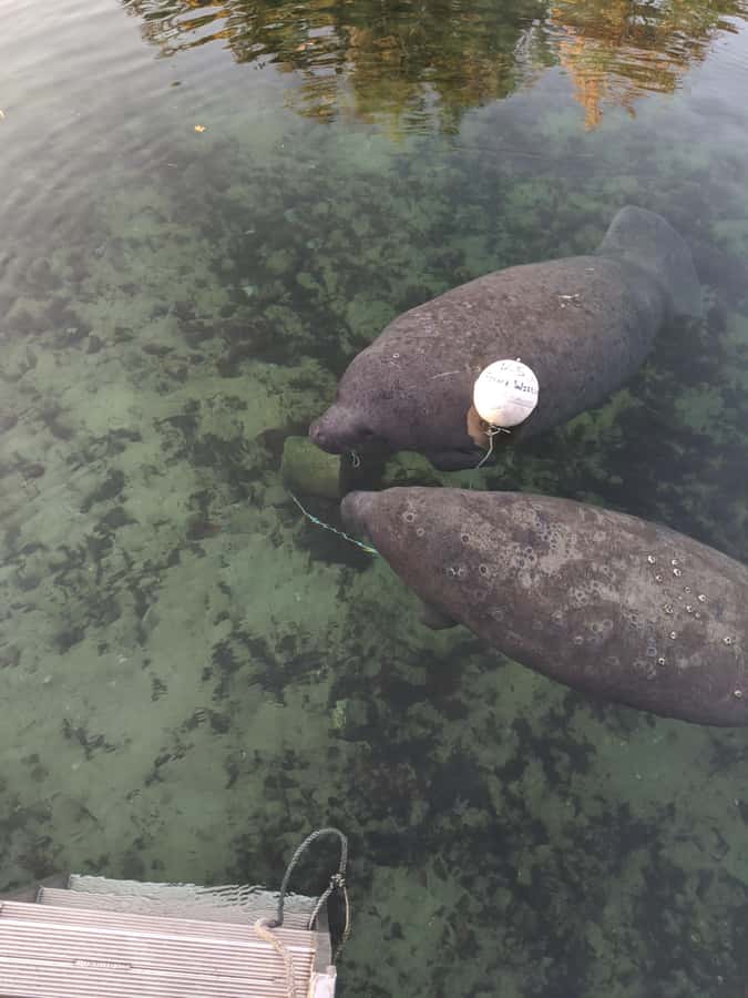Manatee Snorkeling Tour with in water Guide and photographer - Is $83 good value?