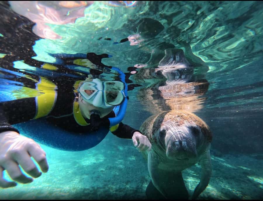 Manatee Snorkeling Tour with in water Guide and photographer - Meeting at 226 NE 5th Street