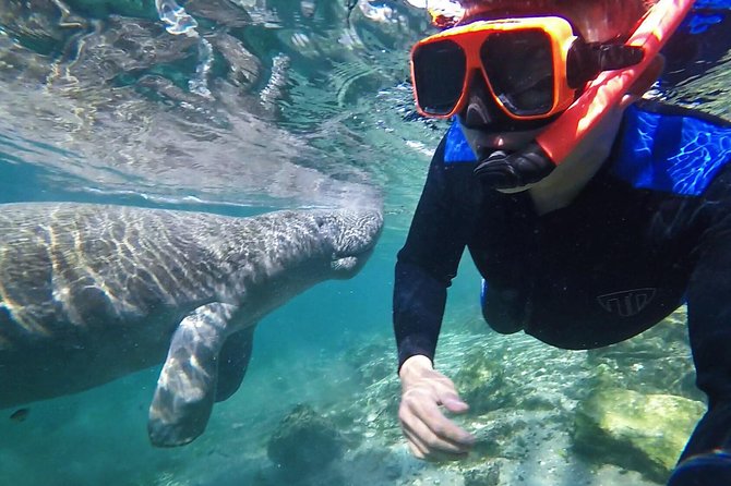 Manatee Swim Tour with In Water Photographer - Key points before you book