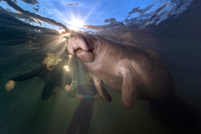 Manatee Swim Tour with In Water Photographer - Why Crystal River is the right place for this encounter