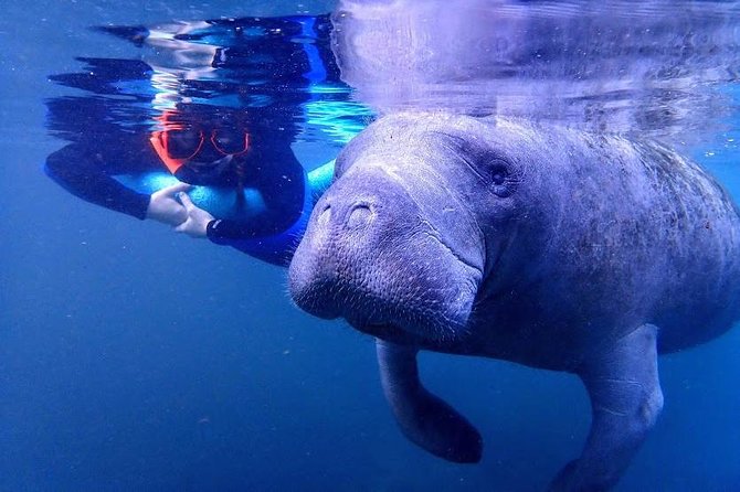 Manatee Swim Tour with In Water Photographer - Best season and best time of day