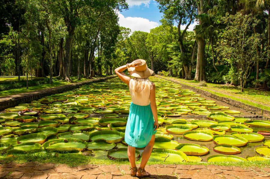 Mauritius: Private Full-Day Iconic Instagram Spots - Pamplemousses Botanical Garden and the rare Talipot Palm
