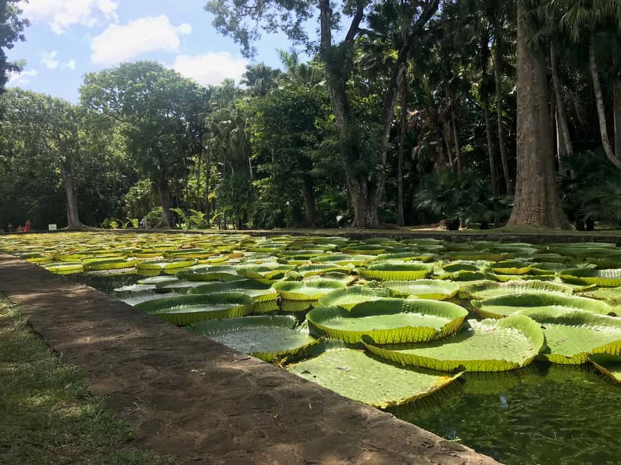 Mauritius: Private Full-Day Iconic Instagram Spots - Chamarel Falls, the final scenic stop